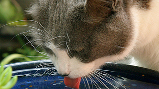 Scientists Discover How Cats Drink, After 4 Years of Research and High-Speed Photography